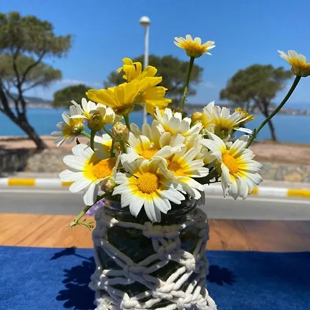 Lacivert Ayvalik